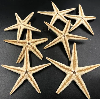 Velikost 3-4 cm 50Pcs/Vrečko Mini Zvezda Obrti Dekoracijo Naravne Morske Zvezde Pet Prstov DIY Plaži Koči Poroko Dekor Dodatki